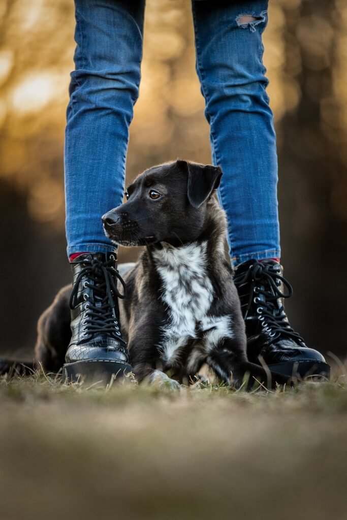 Hundetrainerin mit Hund beim Training in Klagenfurt