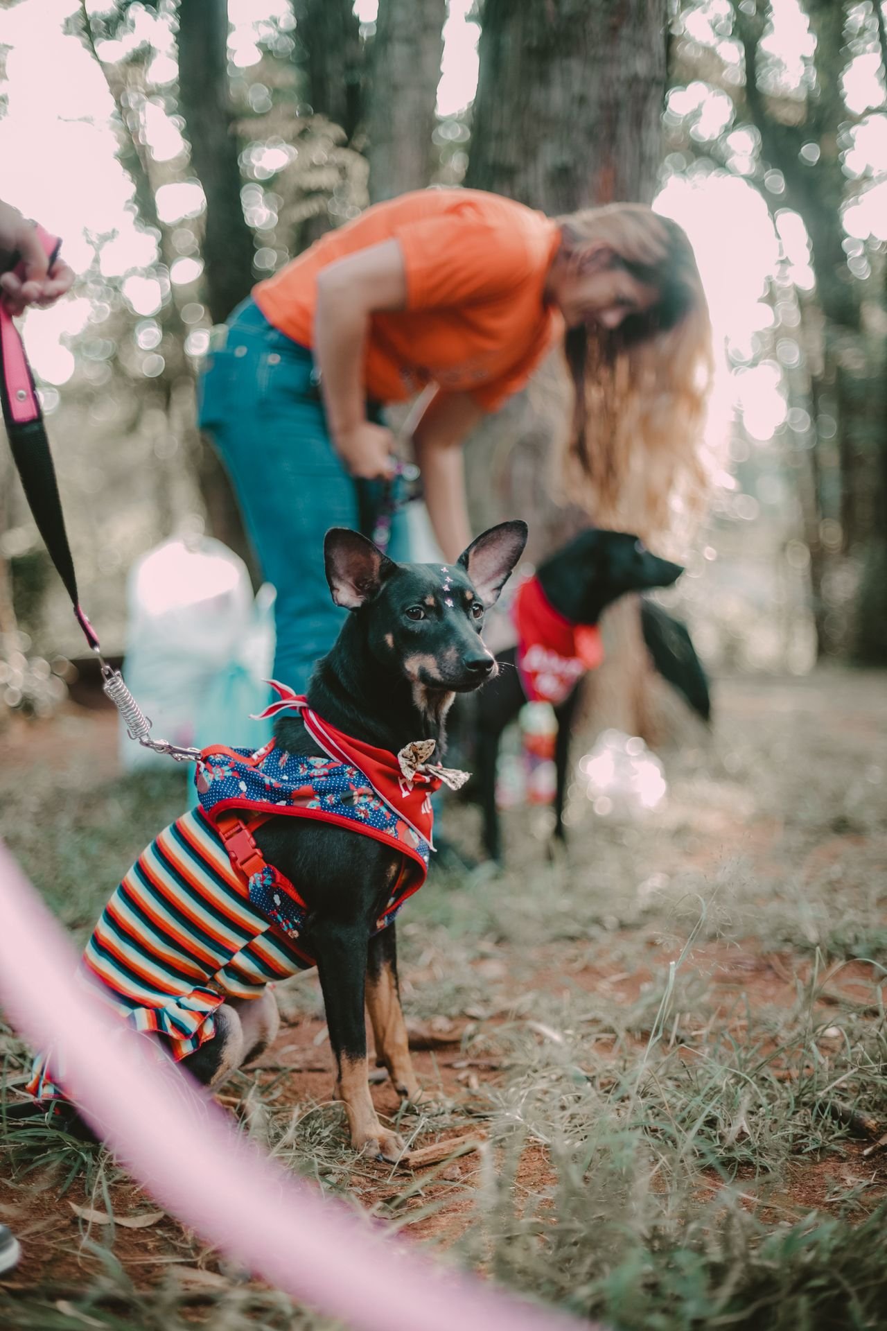Gruppentraining Hundeschule Klagenfurt – mehrere Hunde und Halter gemeinsam