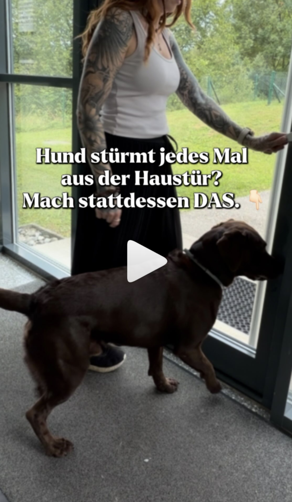 Hund stürmt aus der Haustür? Alltagstipp von TaschaDOGS Hundetraining
