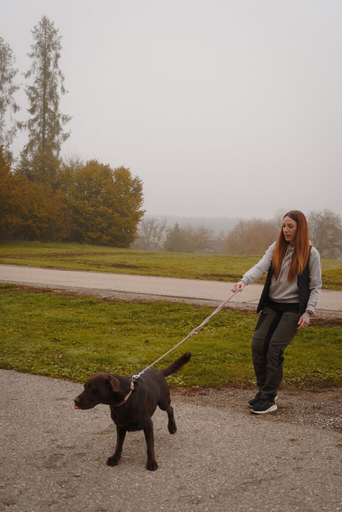 Hundetrainerin geht mit braunem Labrador an der Leine, der Hund zieht nach vorn