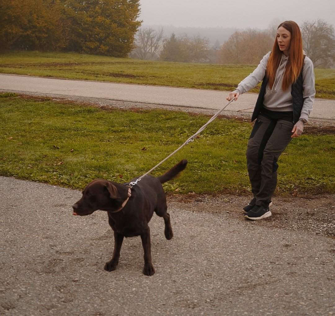 Hundetrainerin geht mit braunem Labrador an der Leine, der Hund zieht nach vorn