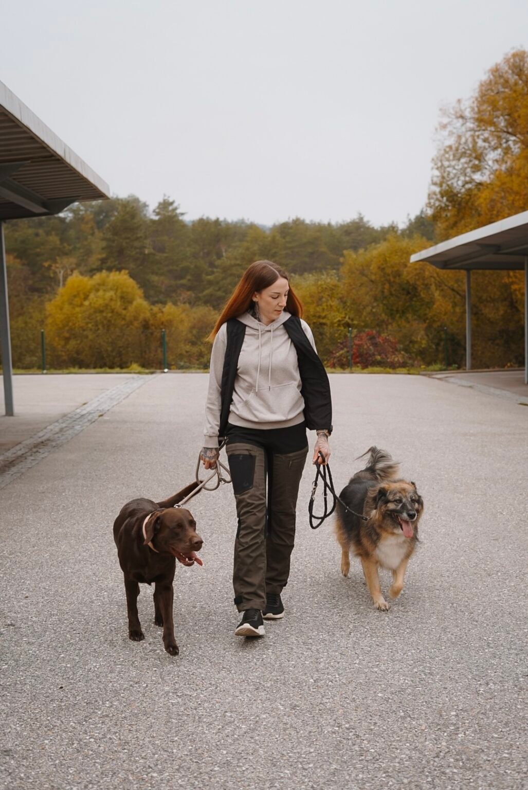 Hundetrainerin Tascha geht entspannt mit zwei Hunden an lockerer Leine über einen Platz, links der braune Labrador Aaron