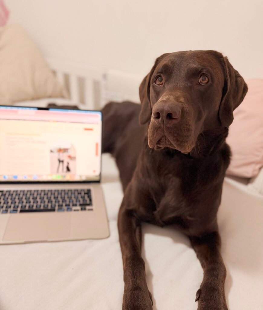 Brauner Labrador Aaron liegt aufmerksam neben einem aufgeklappten Laptop auf dem Sofa