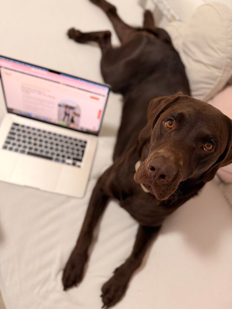 Brauner Labrador Aaron liegt aufmerksam neben einem aufgeklappten Laptop auf dem Sofa