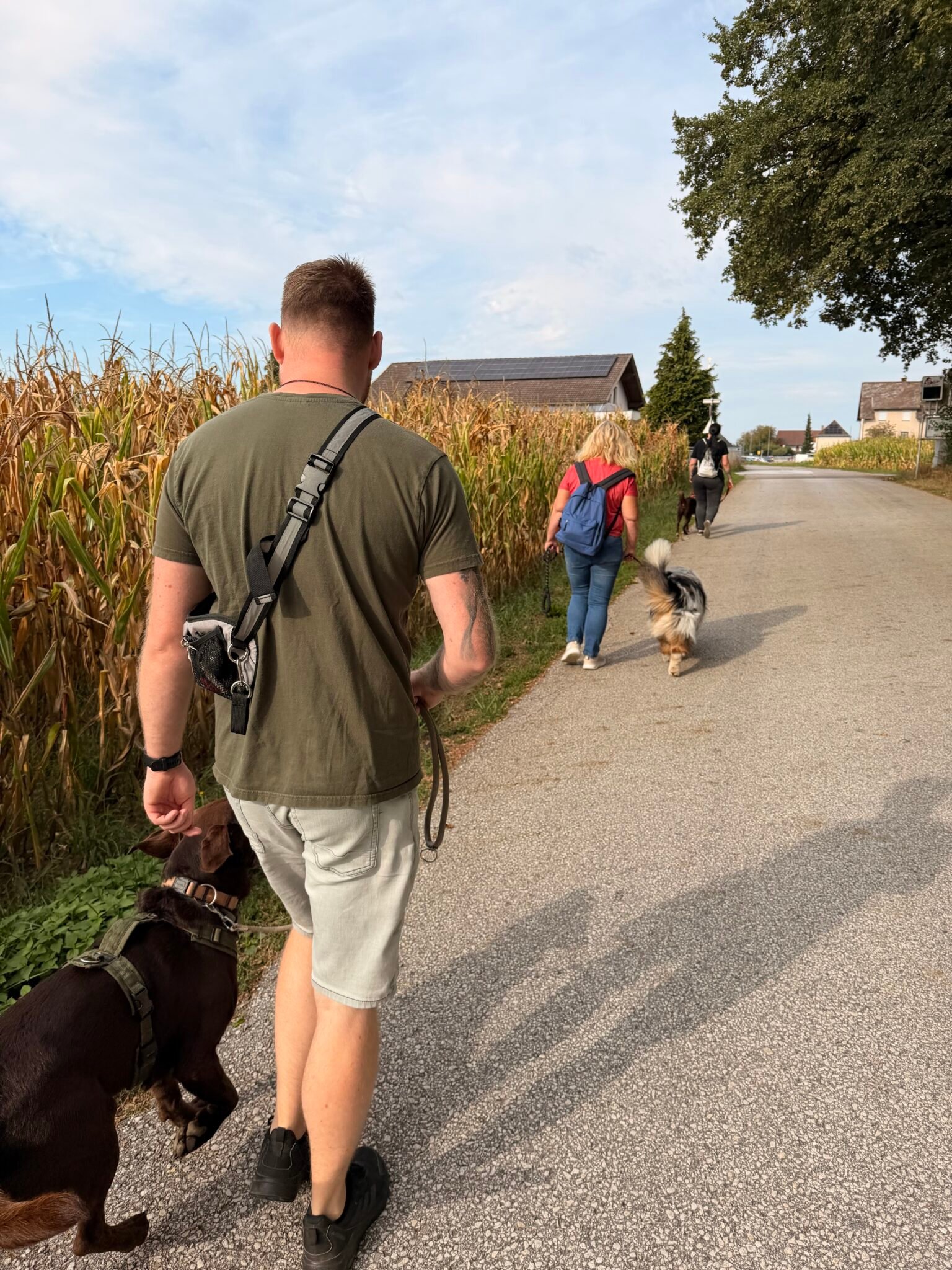 Gruppenspaziergang auf einem Feldweg neben einem Maisfeld: Ein Mensch geht mit seinem braunen Hund an der Leine, davor zwei weitere Hunde-Mensch-Teams